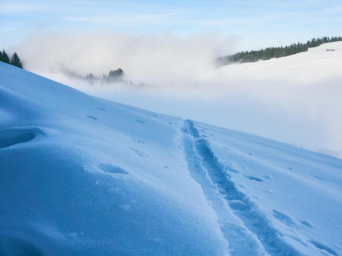 Piste de ski en poudre sur une montagne enneigée, avec des arbres et une brume en arrière-plan